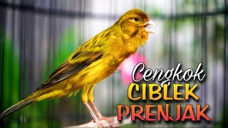 Download lagu KENARI ISIAN CIBLEK DAN PRENJAK JURI AUTO MELIRIK mp3