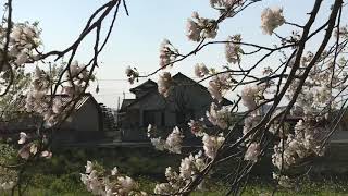 さくら堤公園で少し歌ってみました🤠