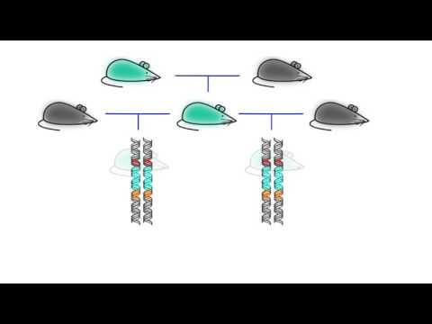 CRISPR-Cas9: Safeguarding Gene Drives