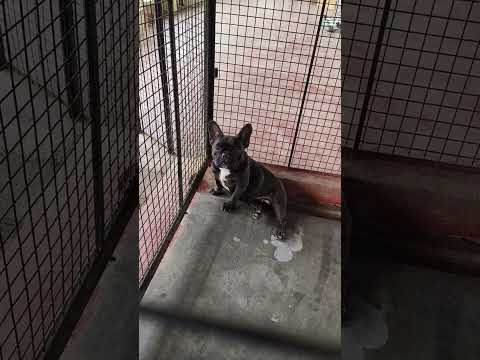 Our Sweet Frenchies 🦴🐾💕