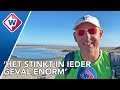 Stinkende mosdiertje op het strand: je kan er tot je middel in wegzakken - OMROEP WEST