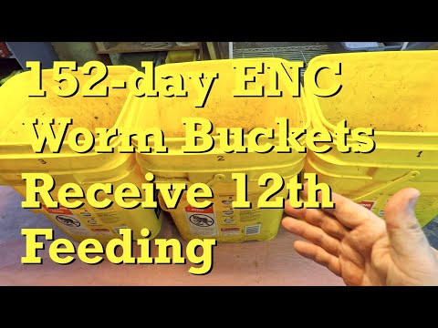 12th feeding for 152 day yellow Euro nightcrawler worm buckets - vermicompost
