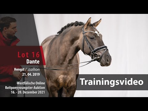 Online Reitponyyoungster-Auktion Training Lot 16 Dante Hengst v. Danny Gold - Nabucco