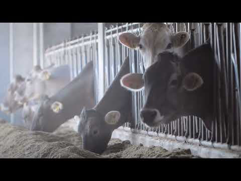 CHIODO - Video Corporate