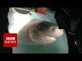 Blue Planet II Behind The Scenes The Moment Giant Sharks Attack Crew Submarine BBC News