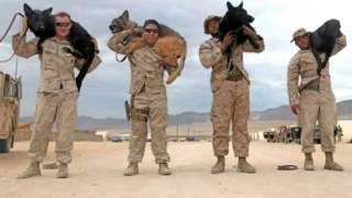 America&#39;s Heroic Military Dogs  HirePurpose