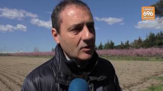 afragola-tornano-le-piante-nella-masseria-confiscata-al-clan