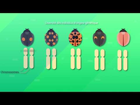 The scales of biodiversity (SVT 2nd year)