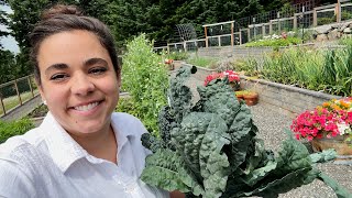 WE GOT the CHICKS!! Full June Garden Tour and Chicken Coop, Bee Update!