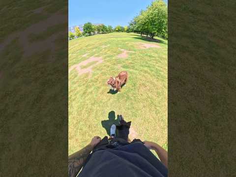 This is why you need full control of your dog
