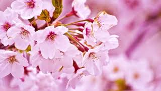 Kenny G - Ocean Breeze