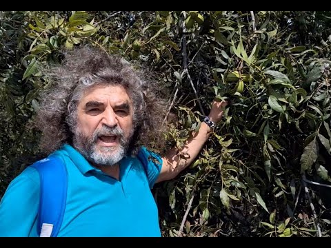 Botanikus a konyhában - 401. - pekándió (Carya illinoinensis)