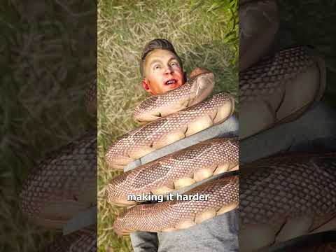 How A Snake Could Choke A Human 😱