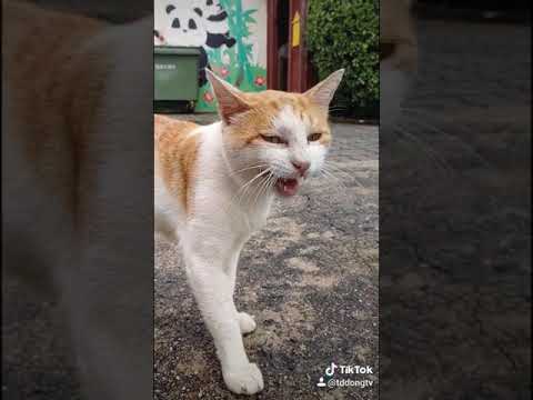 Cat has cough wheezing shortness of breath