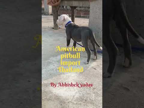 my pitbull import Thailand #pitbullovers #pitbulldog #Tauseef haider official #trending