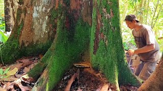 Download lagu SUDAH BERLUMUT ‼️ FULL VIDEO TUNGGUL KAYU ULIN/BELIAN KALIMANTAN mp3