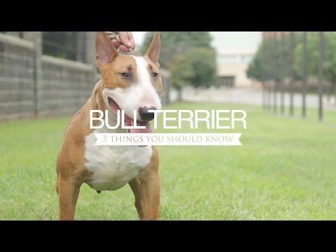 buff bull terrier