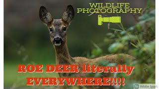 ROE DEER PHOTOGRAPHY-WILDLIFE PHOTOGRAPHY- SCOTTISH ADVENTURE