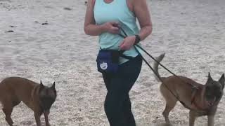 Leash Reactivity Dog Trainer Jupiter Florida