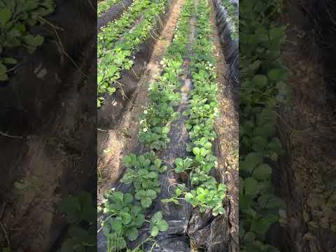 史上最古の花粉媒介昆虫を発見