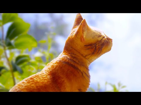 ENDING | Stray - Part 3 (END)