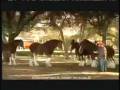 Auld Lang Syne - The Real Mackenzies