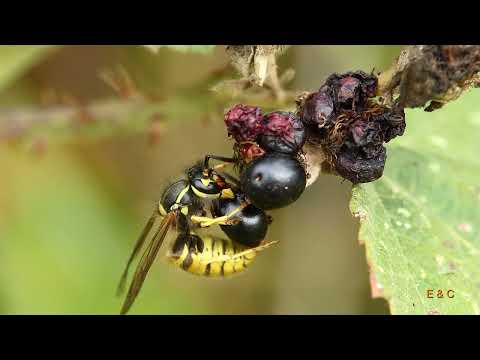 Kleines ganz groß 25. Teil - Totengräber, Graugans, Rapsglanzkäfer & Co.