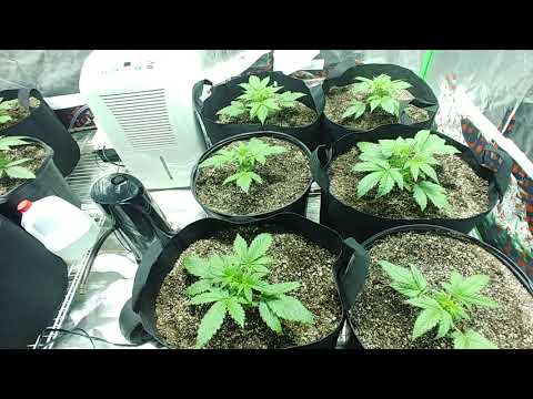 Ep.5 Mephisto autoflower. Day 14. Nectar for the gods nutrients.
