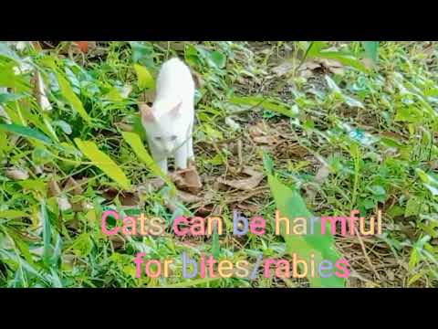 Cat's Bites | Anti- Rabies Vaccine