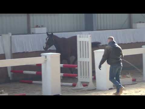 Chetlag - San Juan DSP mare * 2015 sold