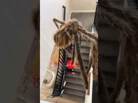 Giant Spider Prank On Wife! #Shorts