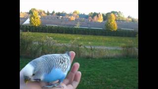 My Budgie having some fun outside with me