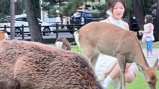 突如春日大社に現れた鹿 !! 歓喜の観光客 🫎 | Everyone is focused on the bowing deer at Kasuga Taisha | wonderful video￼