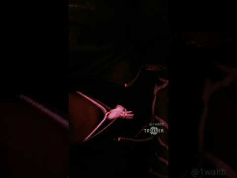 Walt B Ft. $HAAD Bamily - Came From The Bottom