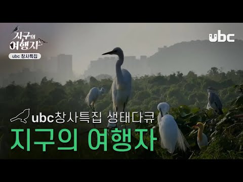 ubc 창사특집 생태다큐 지구의 여행자