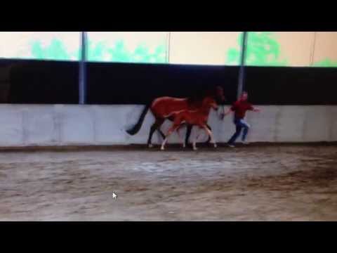 Alant x Talkative xx Hengstfohlen