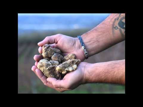 download lagu mp3 mp4 Where To Buy White Truffles, download lagu Where To Buy White Truffles gratis, unduh video klip Where To Buy White Truffles