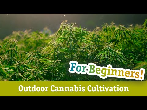 Cannabis Cultivation for Beginners