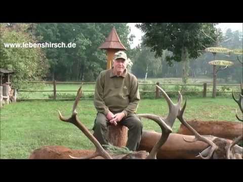 3 brave Hirsche liegen auf der Strecke!