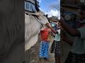 SUPER COLLECTION 2026 NEW ANDHRA BULL COW MARKET VIDEO DAKSHIN BARASAT Bulls Shortsvideo Cow