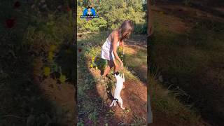 Stella always a big help with yard work. #themaryburke #stellatok