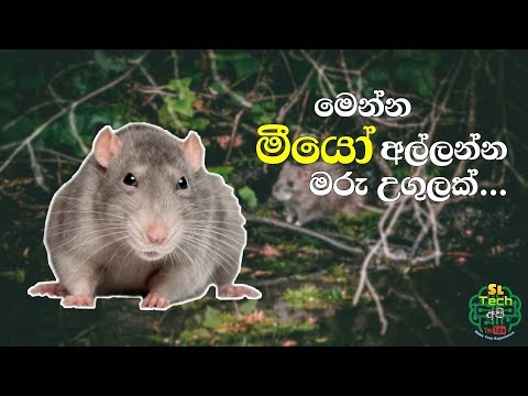 Rats catching technique | Mouse trap || Life hacks