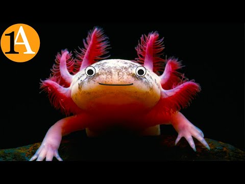 Die verrückte Biologie des Axolotl