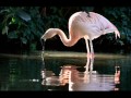 Peggy Lee - Where Flamingos Fly