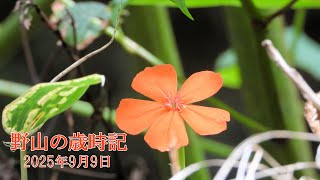 野山の歳時記　初秋の山野草など　2025年9月9日
