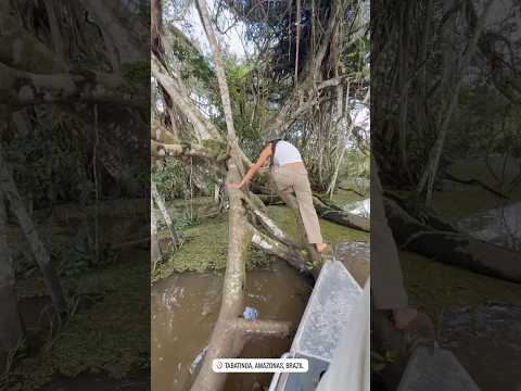 Tabatinga, Amazonas, Brazil