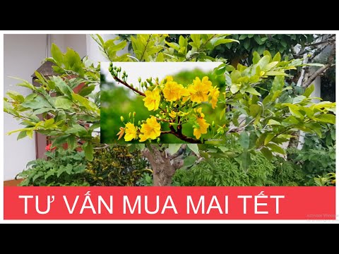 🔴 QBS2138 - CÁCH CHỌN MUA CÂY MAI CHƠI TẾT TRÁNH MUA PHẢI CÂY KHÔNG RA HOA VÀ CÓ NGUY CƠ CHẾT CÂY
