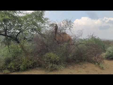 Top 30 Amazing Facts About Camels - Interesting Facts About Camels