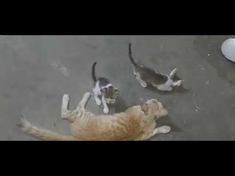 KANMANI'S BATCH IN STARTING STAGE | KAMALIKA'S LIFESTYLE | TAMIL