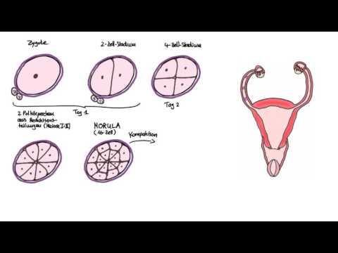 Embryologie: Die ersten Tage eines neuen Lebens - von der Zygote bis zur Implantation